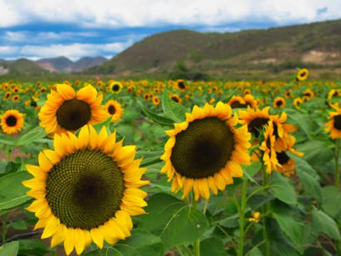 Campo de girasoles